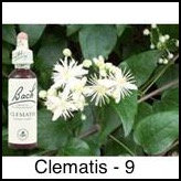clematis-clematis-20ml_217