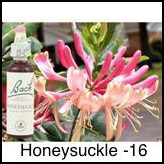 honeysuckle-chevrefeuille_225