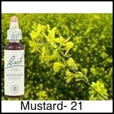 mustard-moutarde-20ml_230