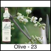 olive-olivier-20ml_232
