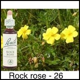 rock-rose-heliantheme-20ml_235