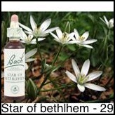 star-of-bethelem-etoile-de-bethleem-20ml_219