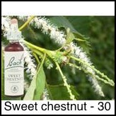 sweet-chestnut-chataignier-20ml_238