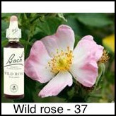 wild-rose-eglantine-20ml_245