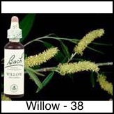 willow-saule-20ml_246